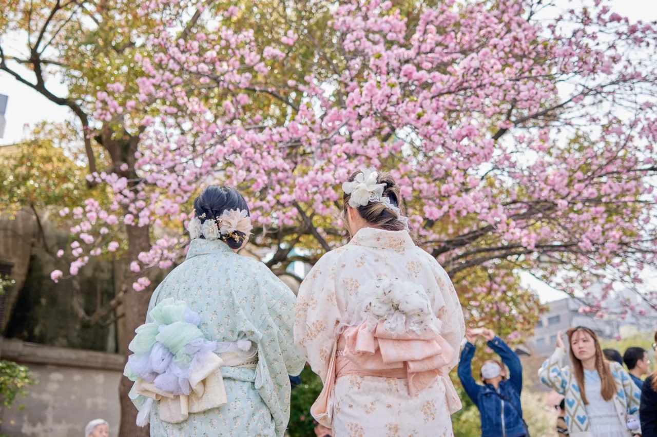How many tourists will visit Japan during the 2026 cherry blossom season?
